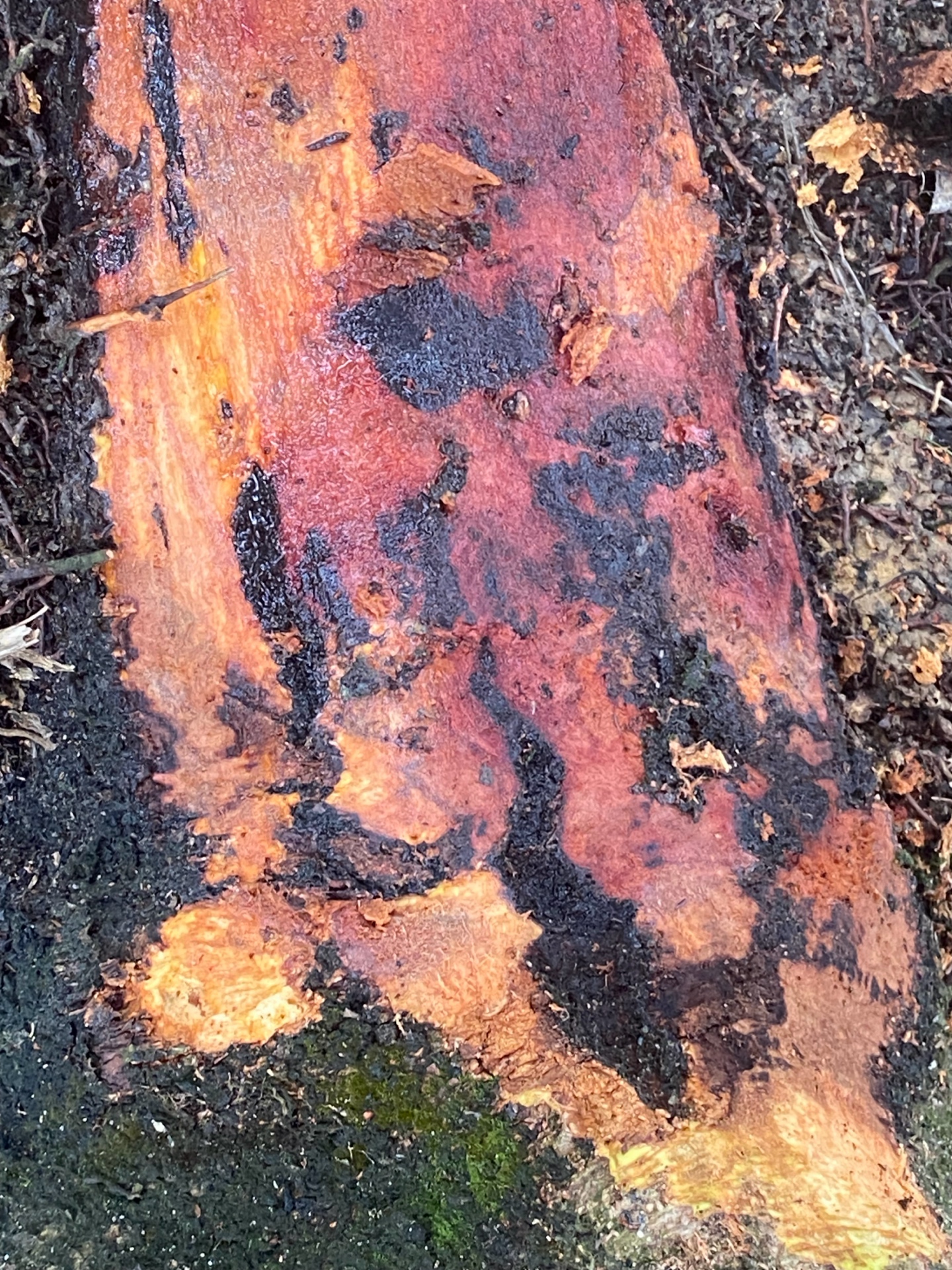 Canker stage 1 photo 4