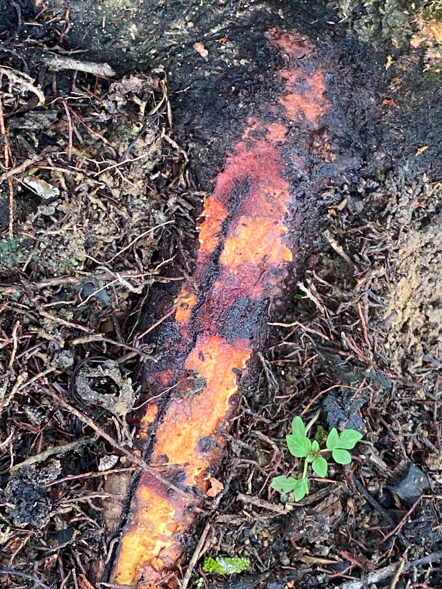 Canker stage 1 photo 5