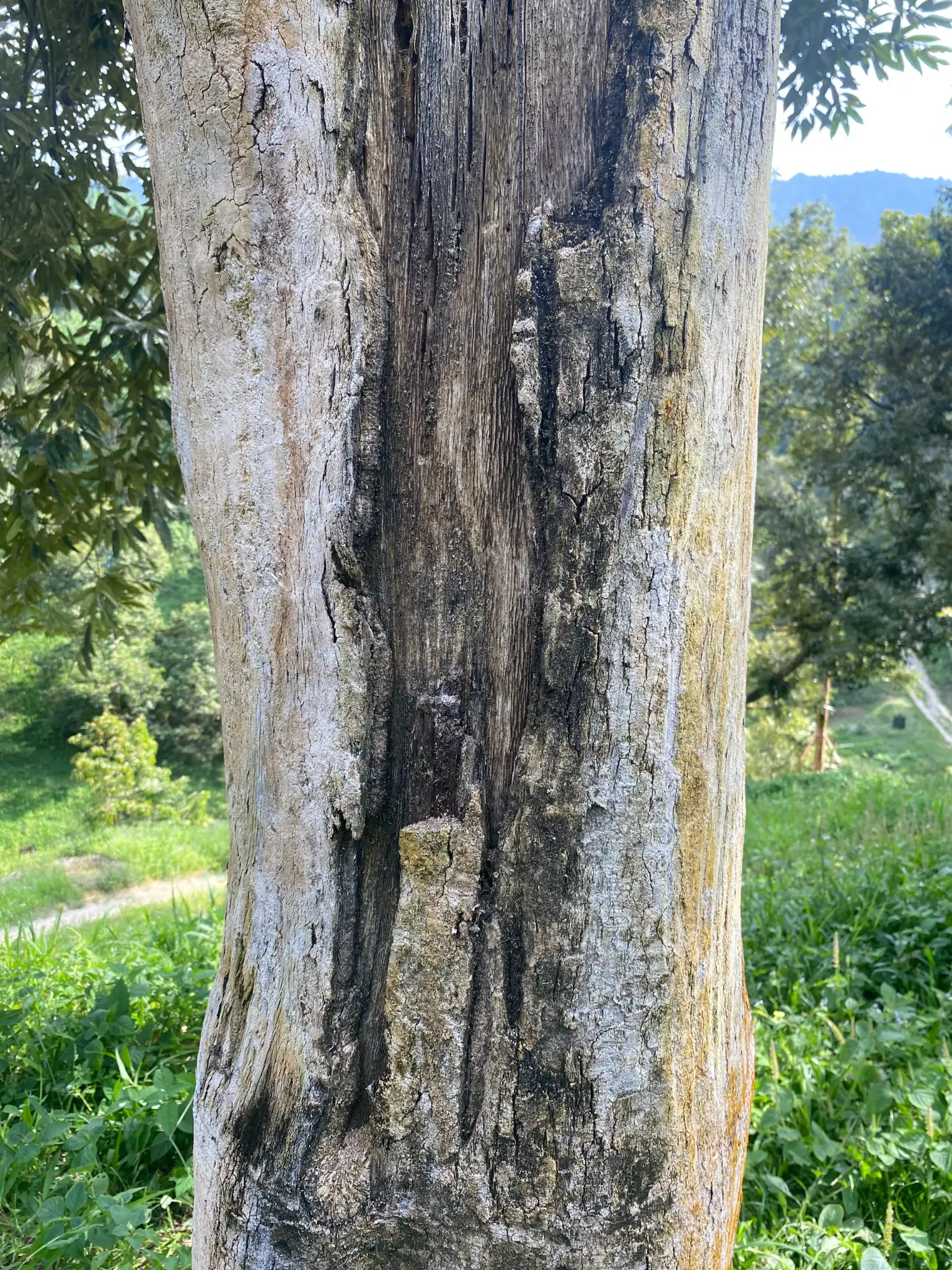 Severe bark necrosis — black lesions