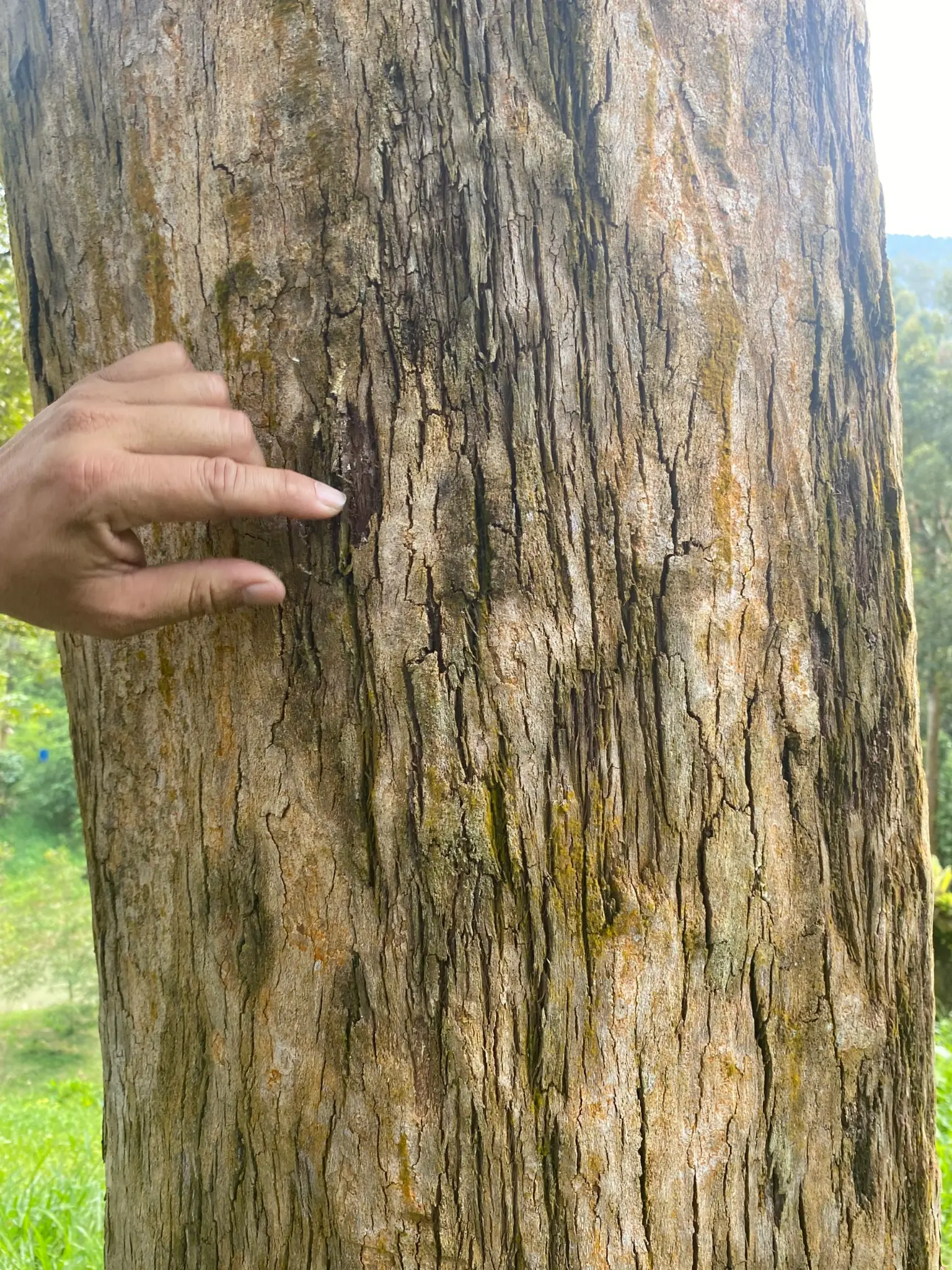 Canker cracking — vascular tissue exposed