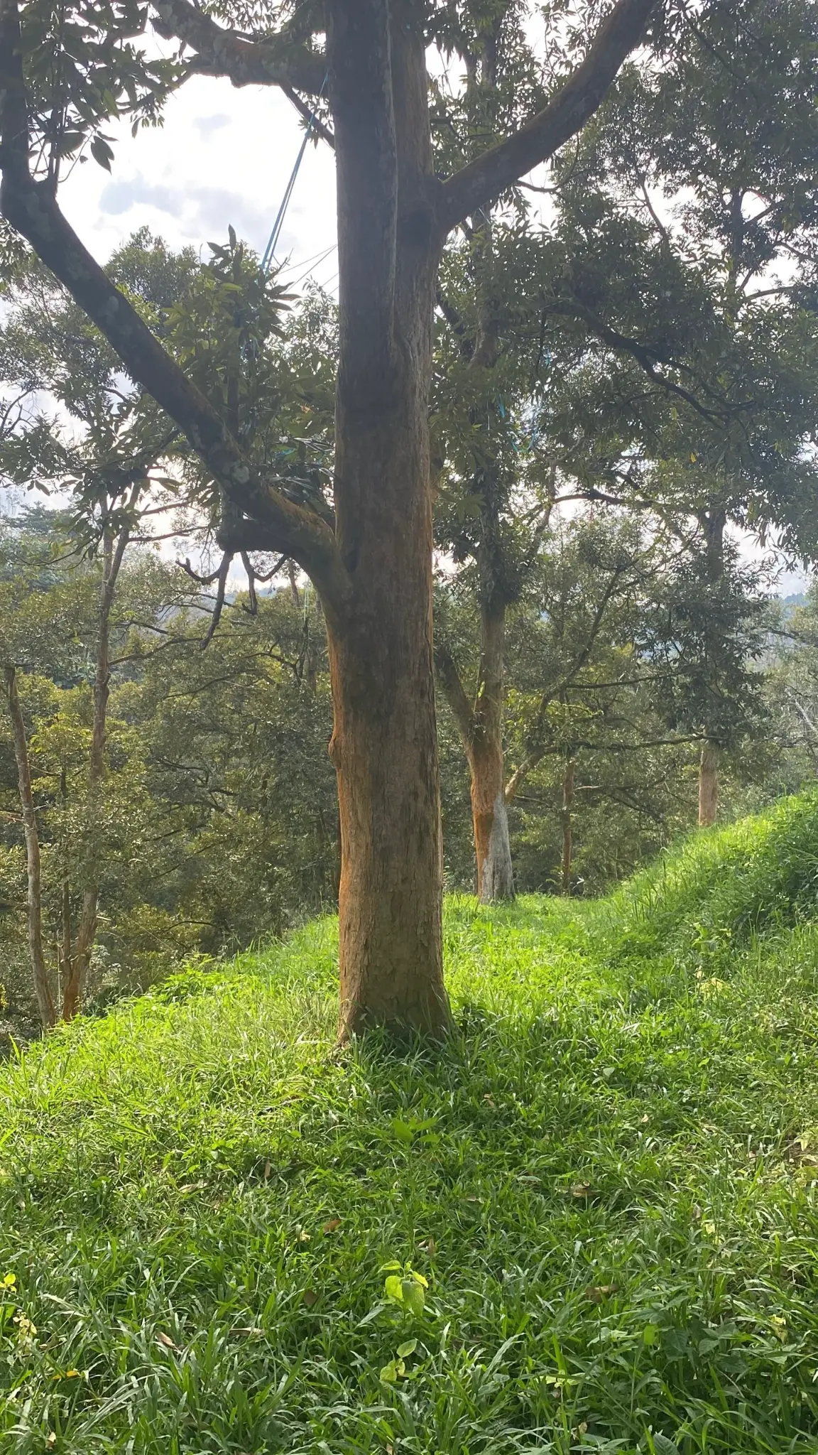 Treatment in progress — bark beginning to heal