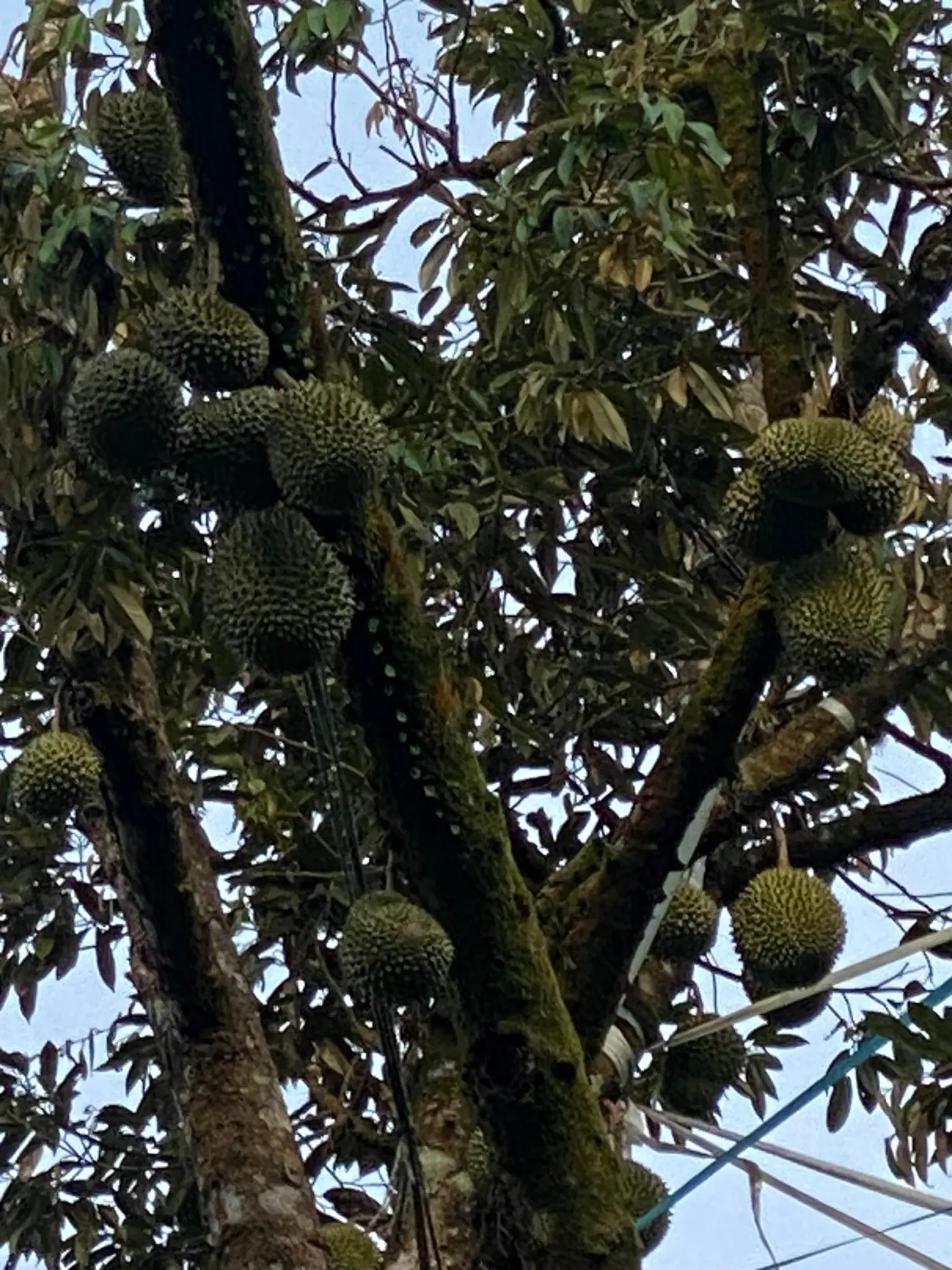 Trees healthy and bearing fruit — full recovery