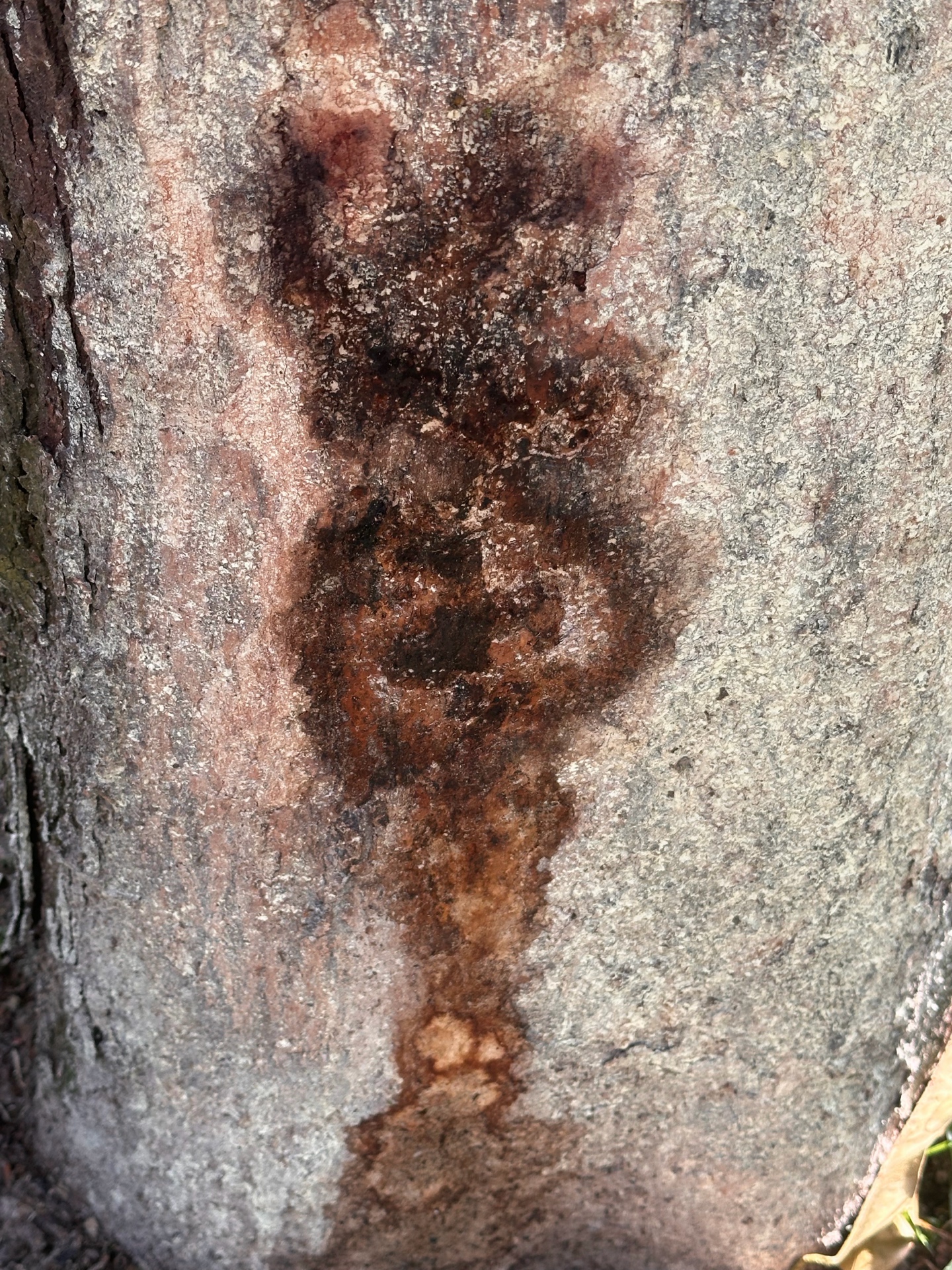 Canker stage 3 photo 1