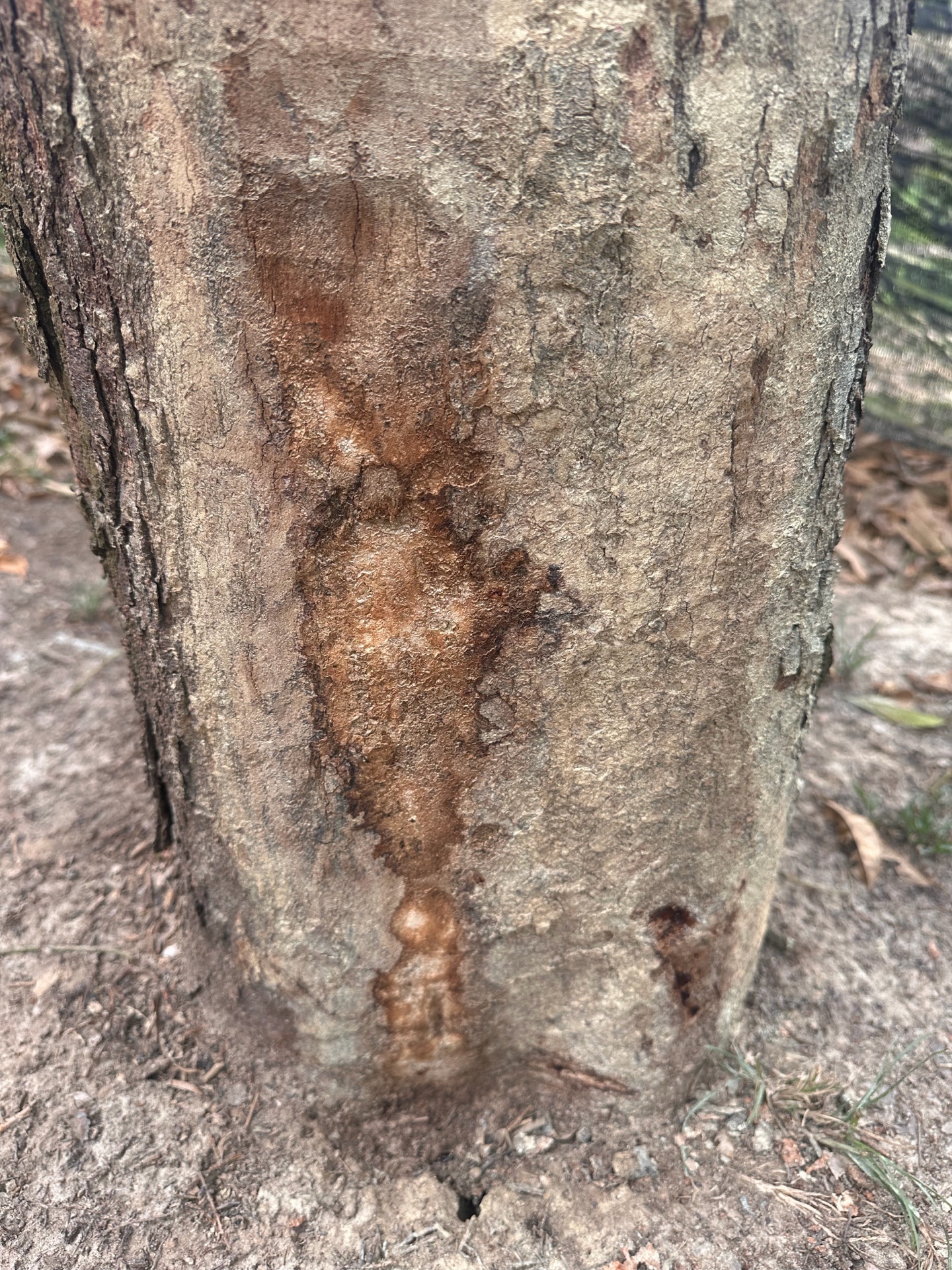 Canker stage 3 photo 3