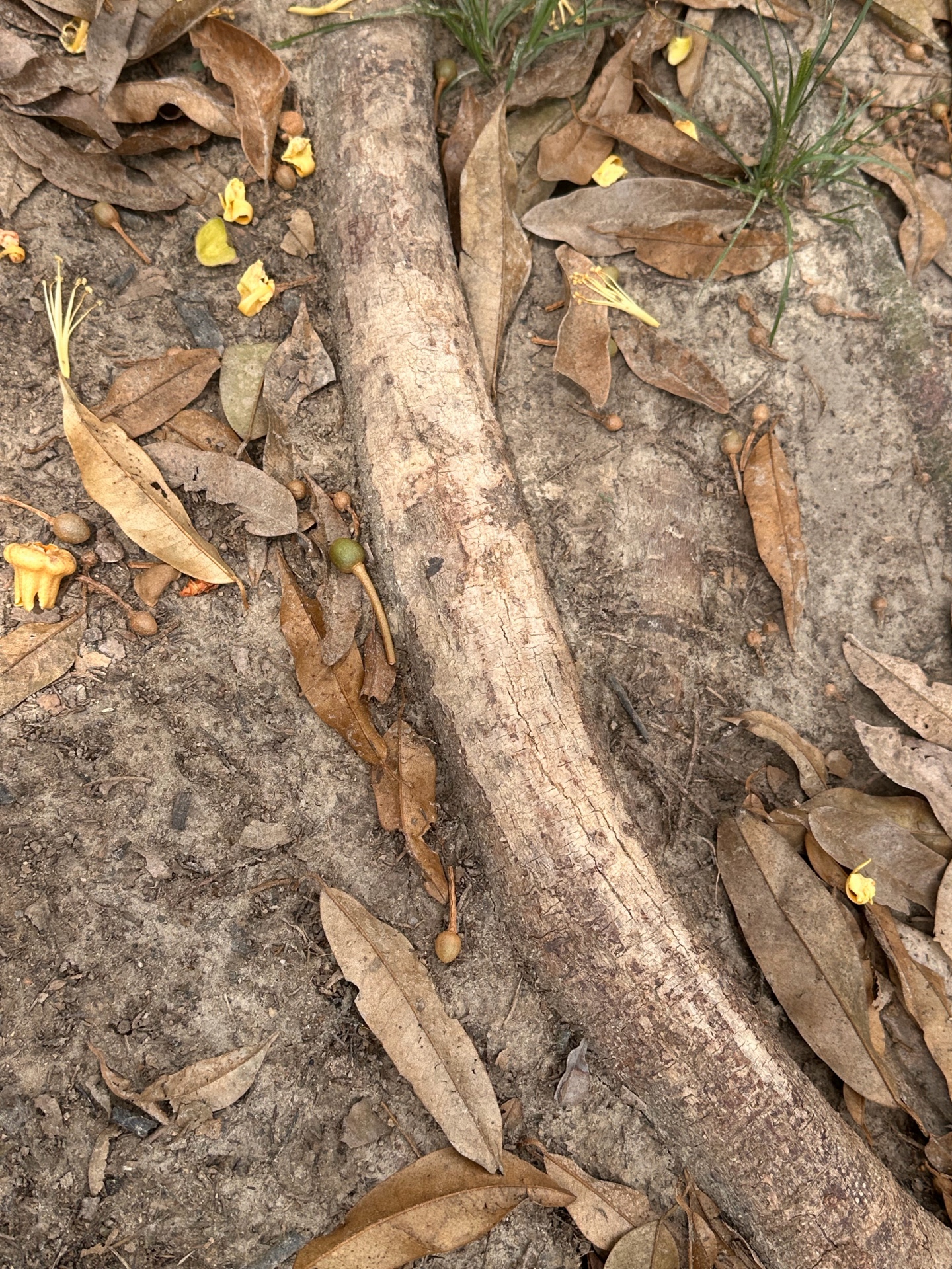 Canker stage 3 photo 5