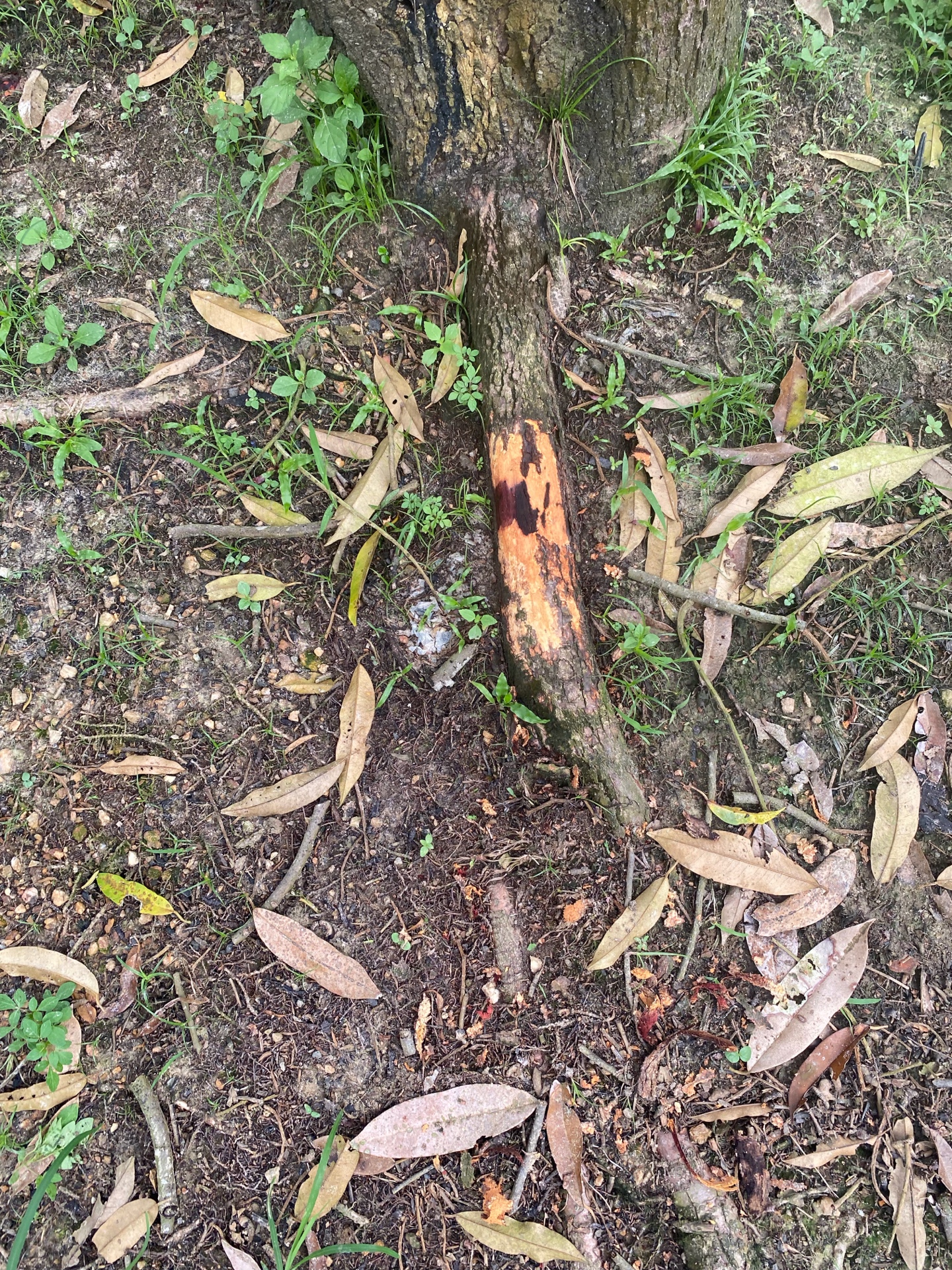 Bark cracking with gum oozing