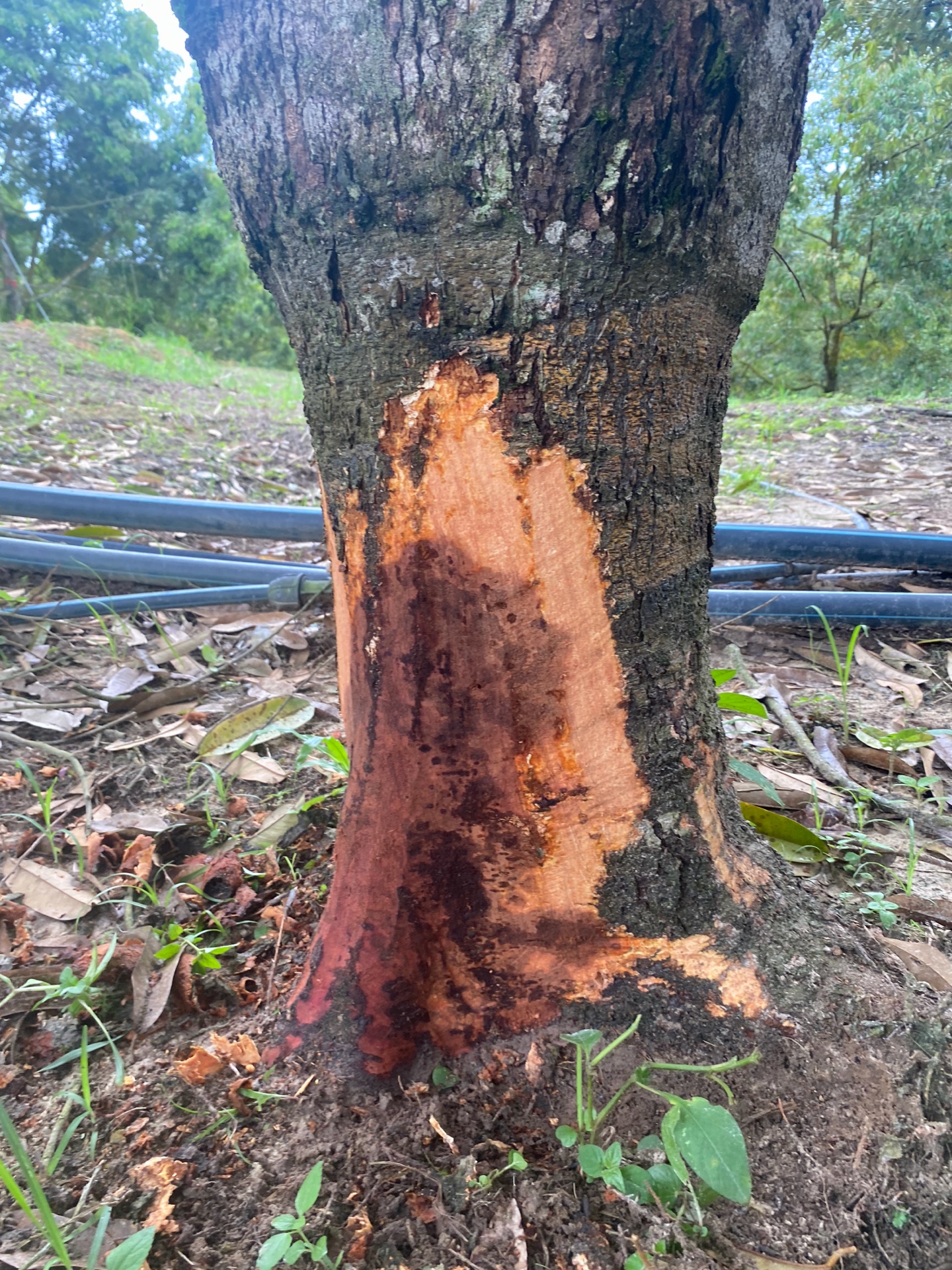 Tissue necrosis on trunk