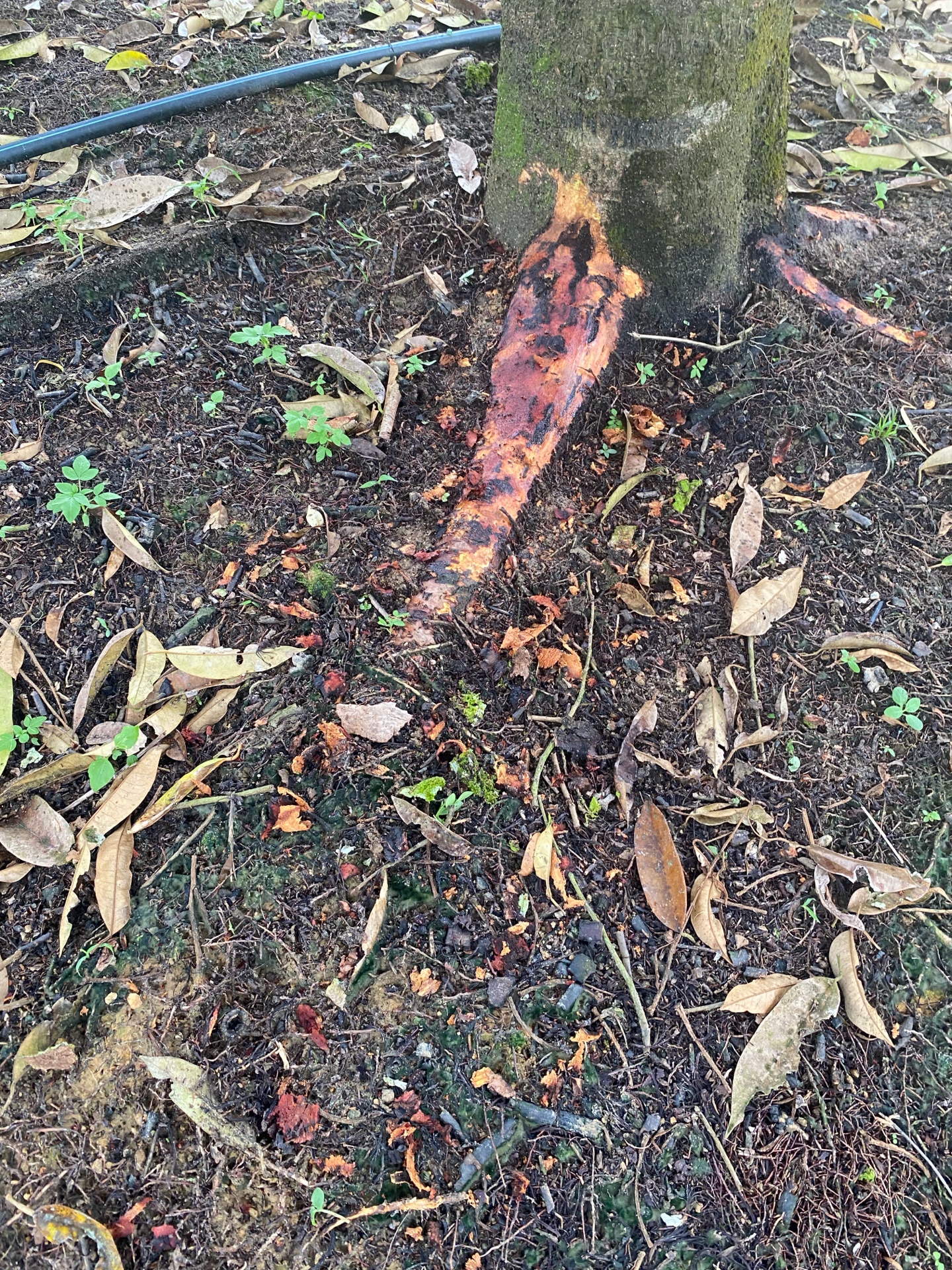 Canker lesion spreading