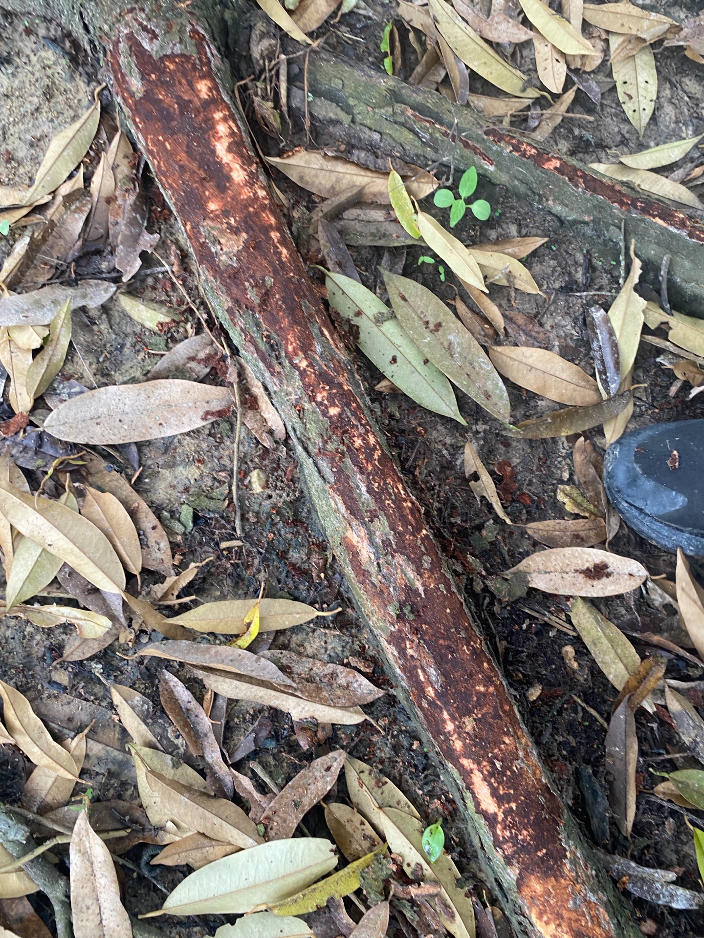 Advanced canker on branch