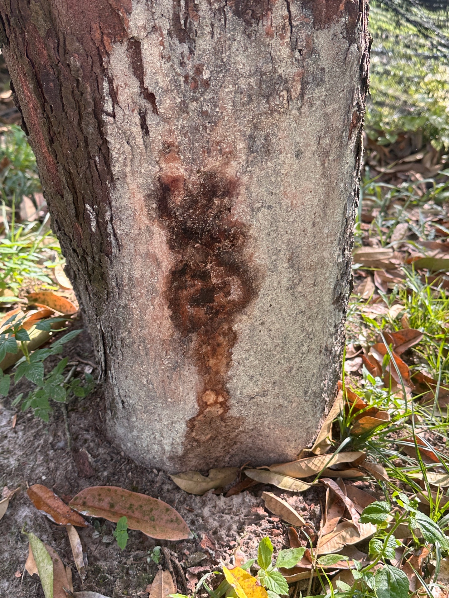 Bark regenerating