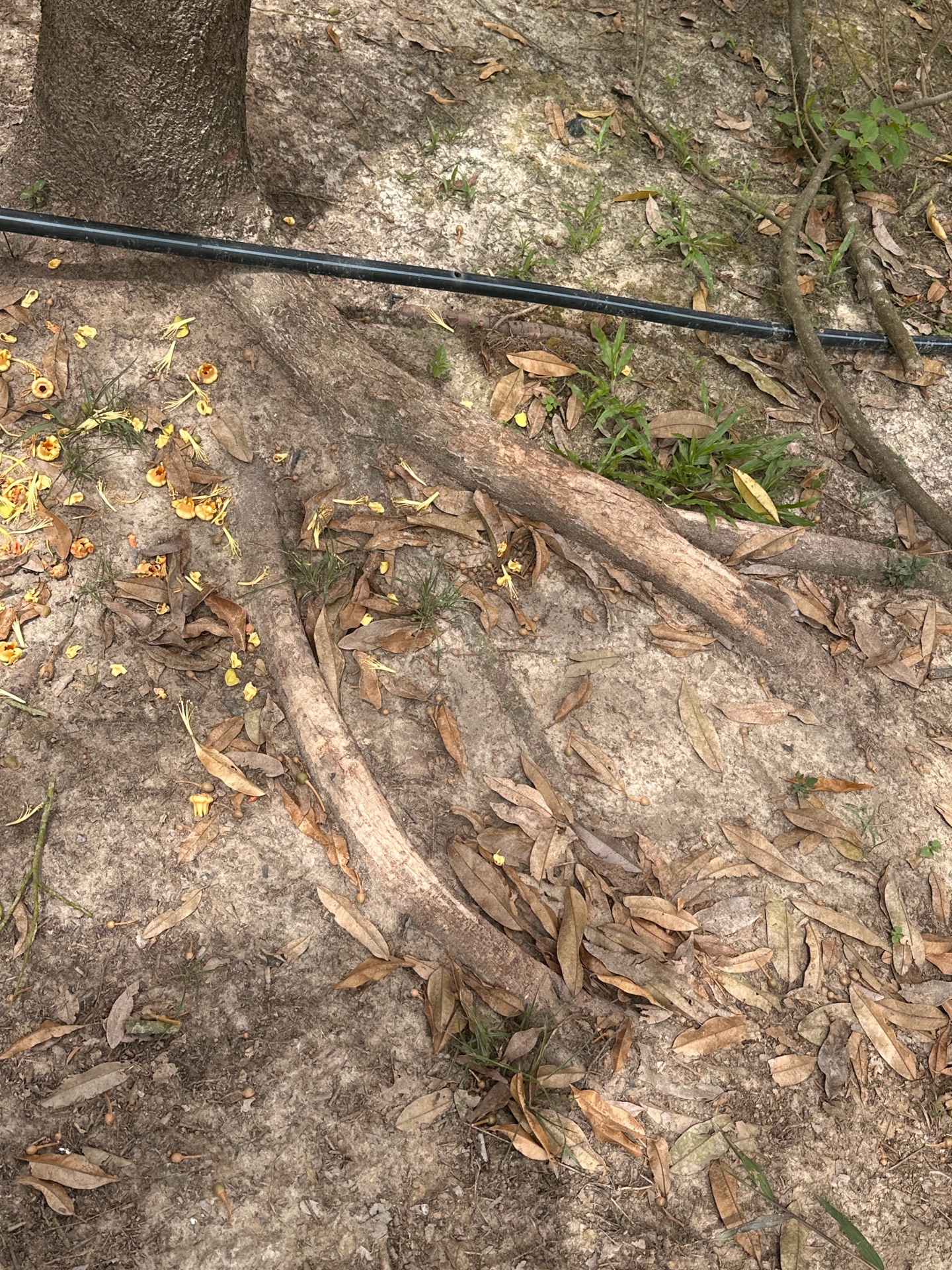 Tree vigour restored