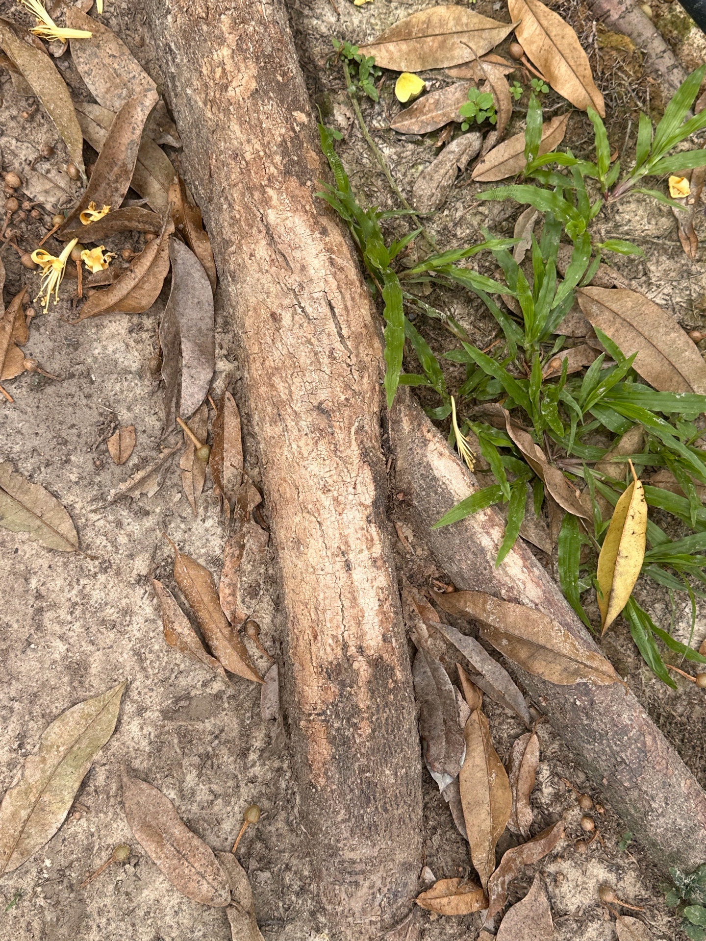 Full recovery — clean bark