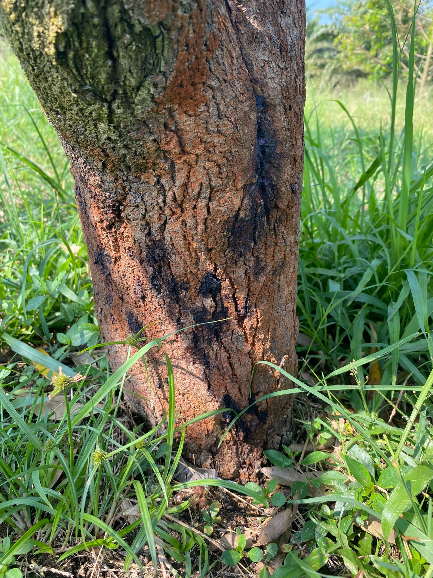 RootGuard soil drench applied