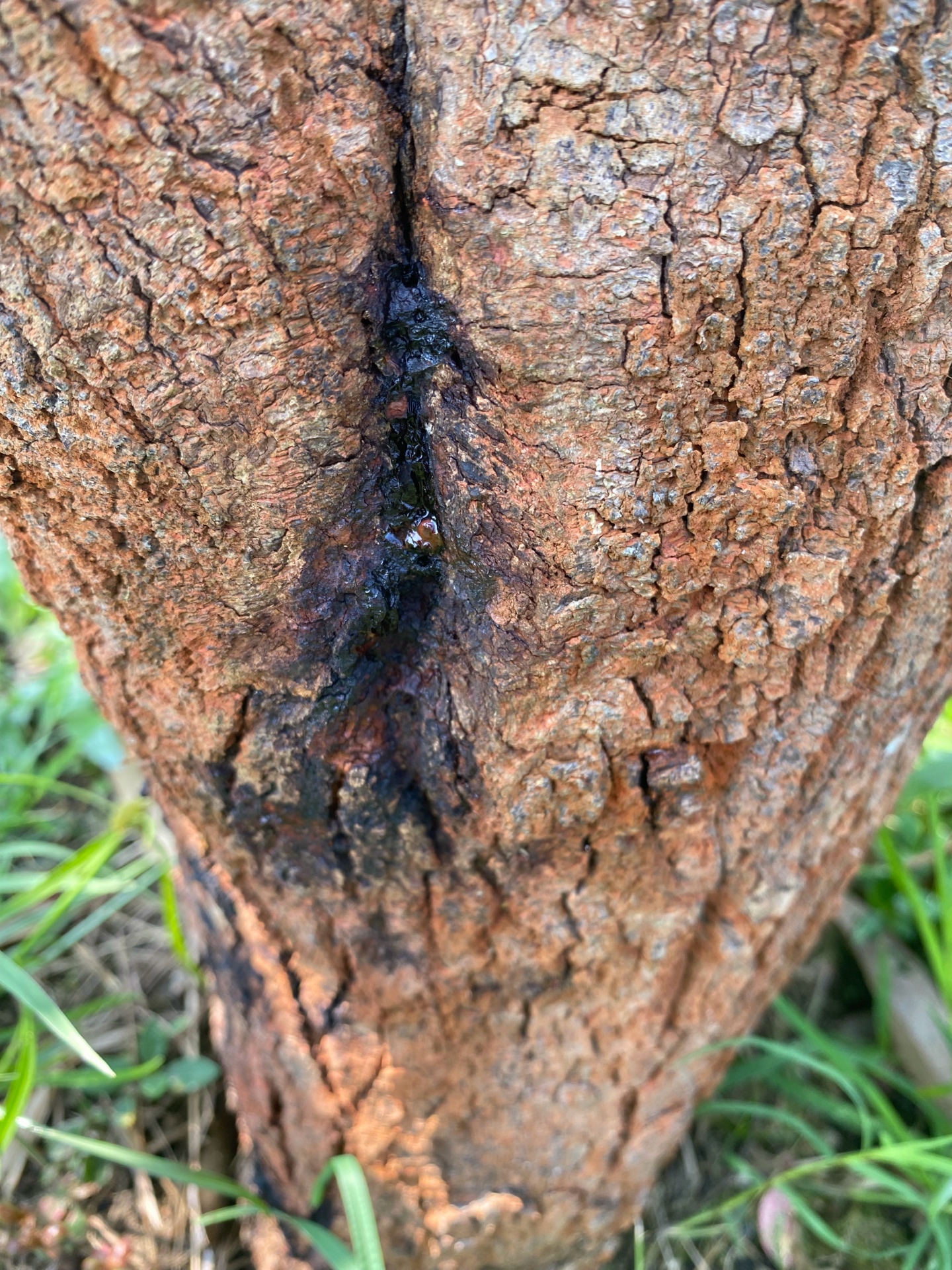 GrowShield wound paste applied to lesions