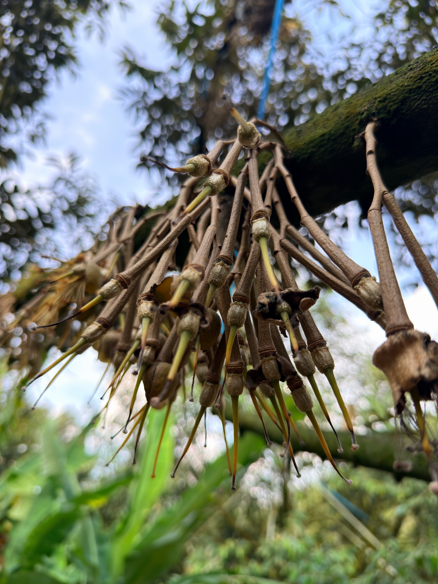 Durian flower buds opening