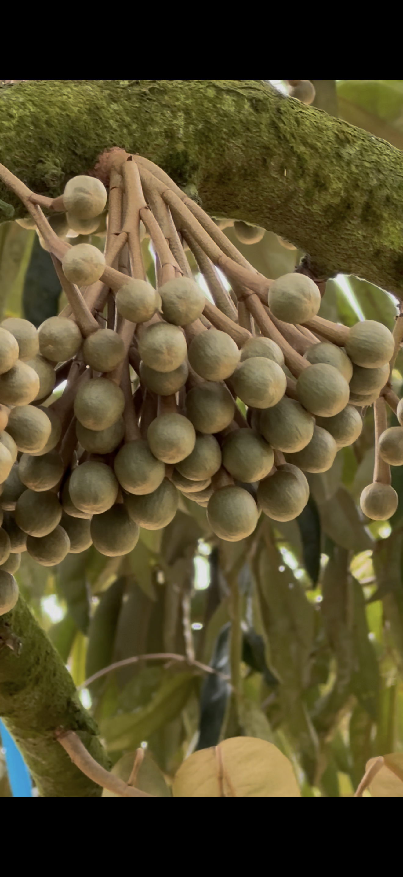 Dense durian flowering clusters