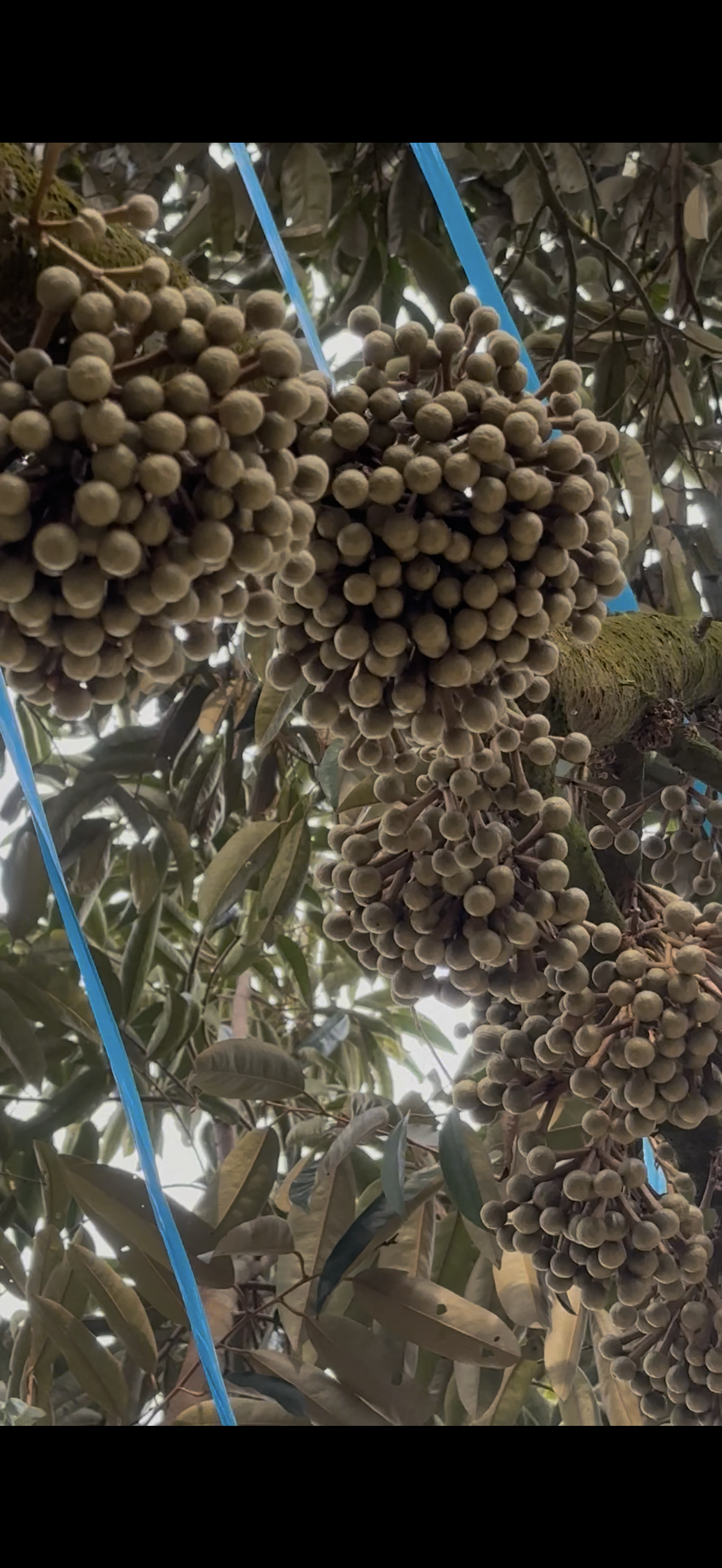 Multiple flowering clusters on branch