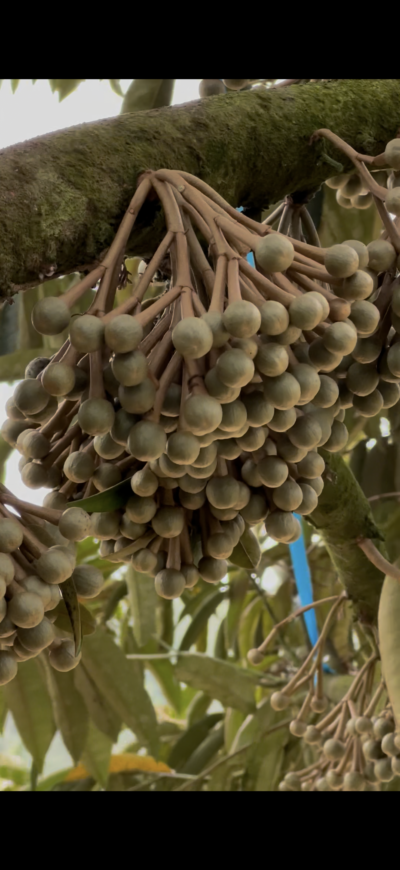 Durian flower buds close-up