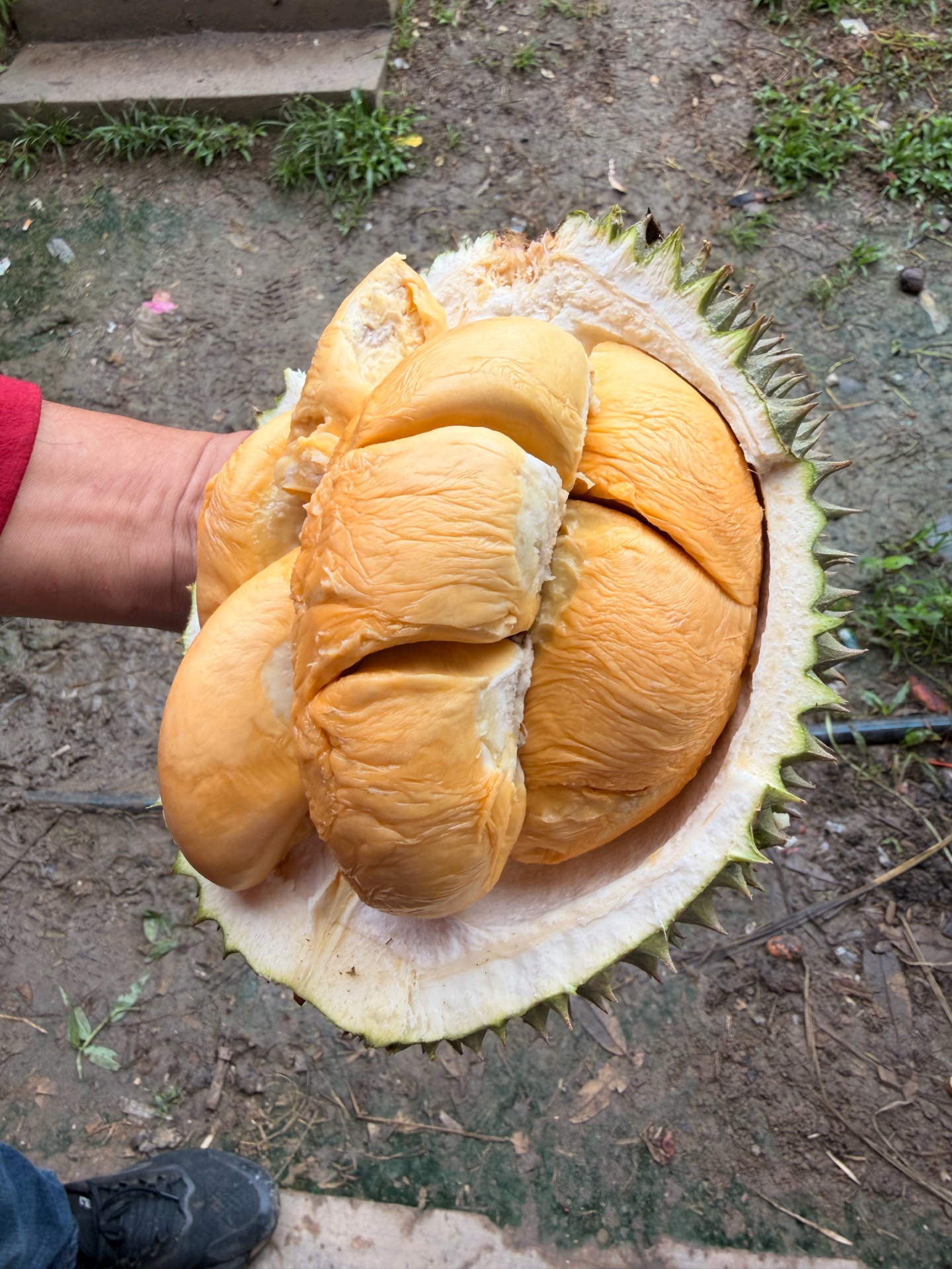 Thick golden flesh — harvest result