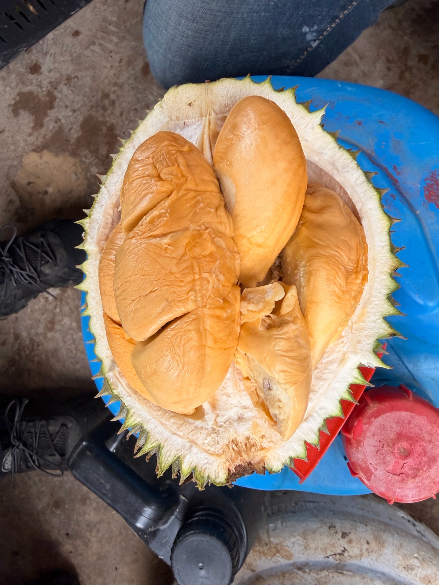 Plump durian flesh segments