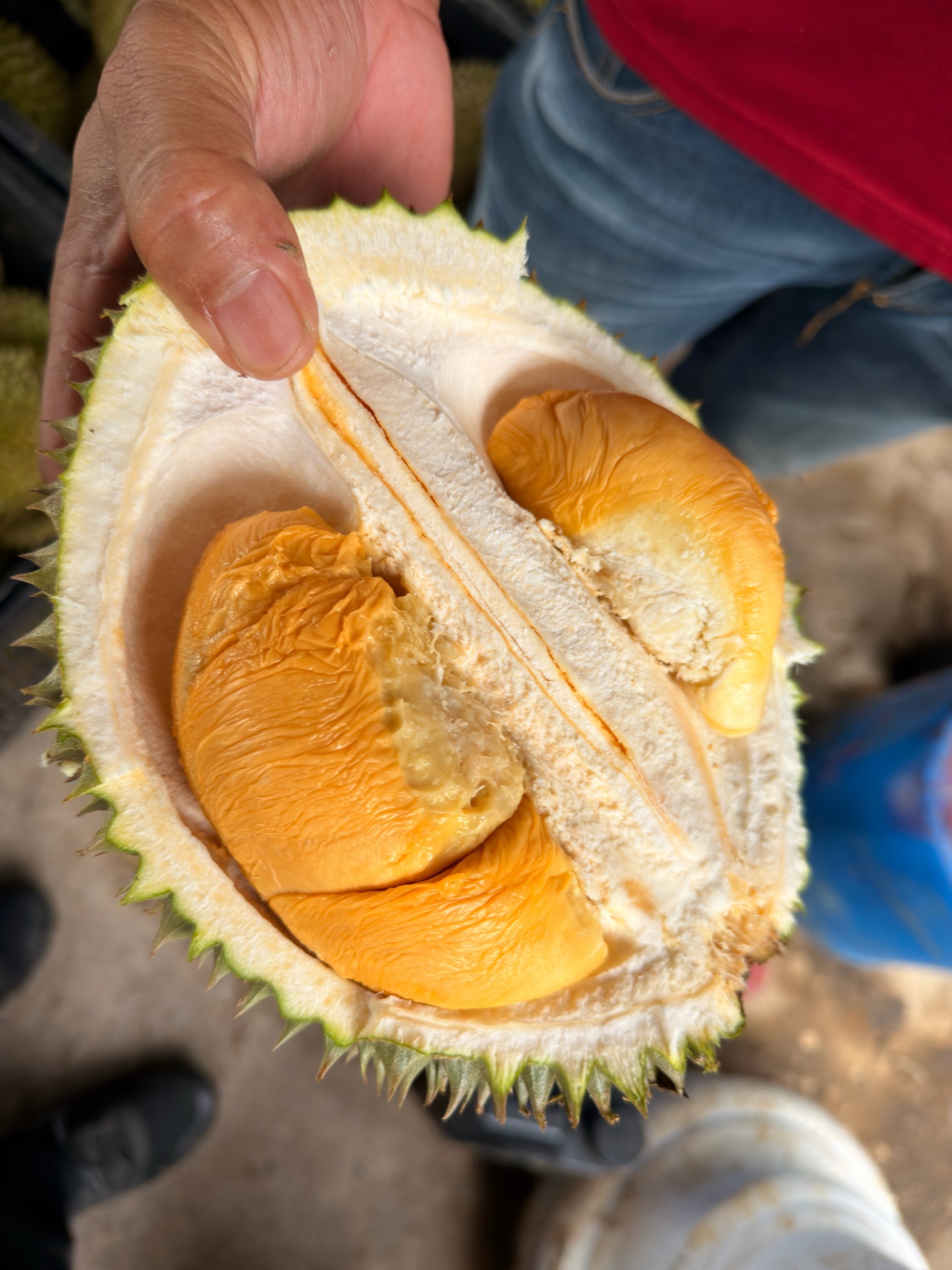Rich orange durian flesh