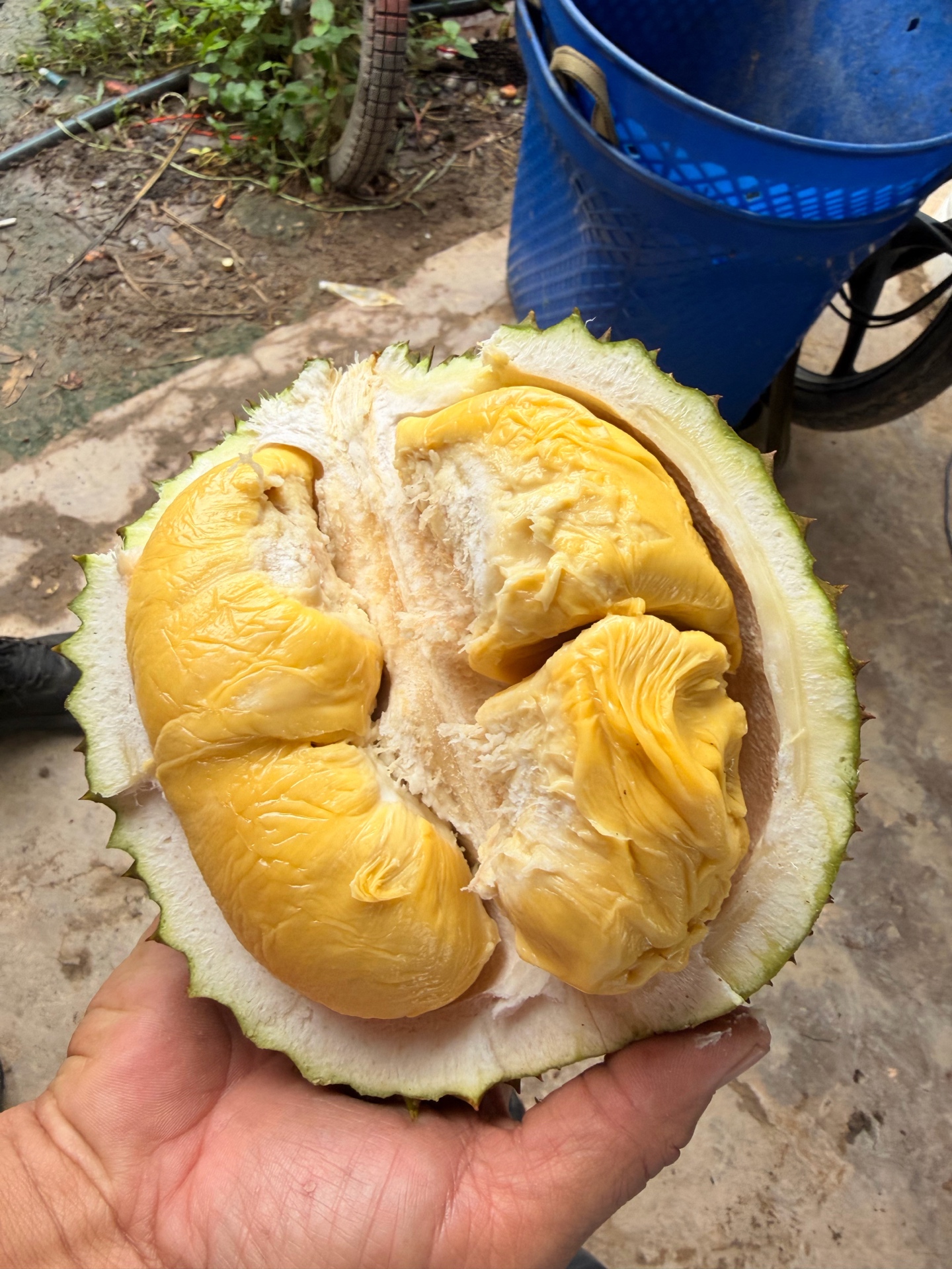 Large yellow durian flesh