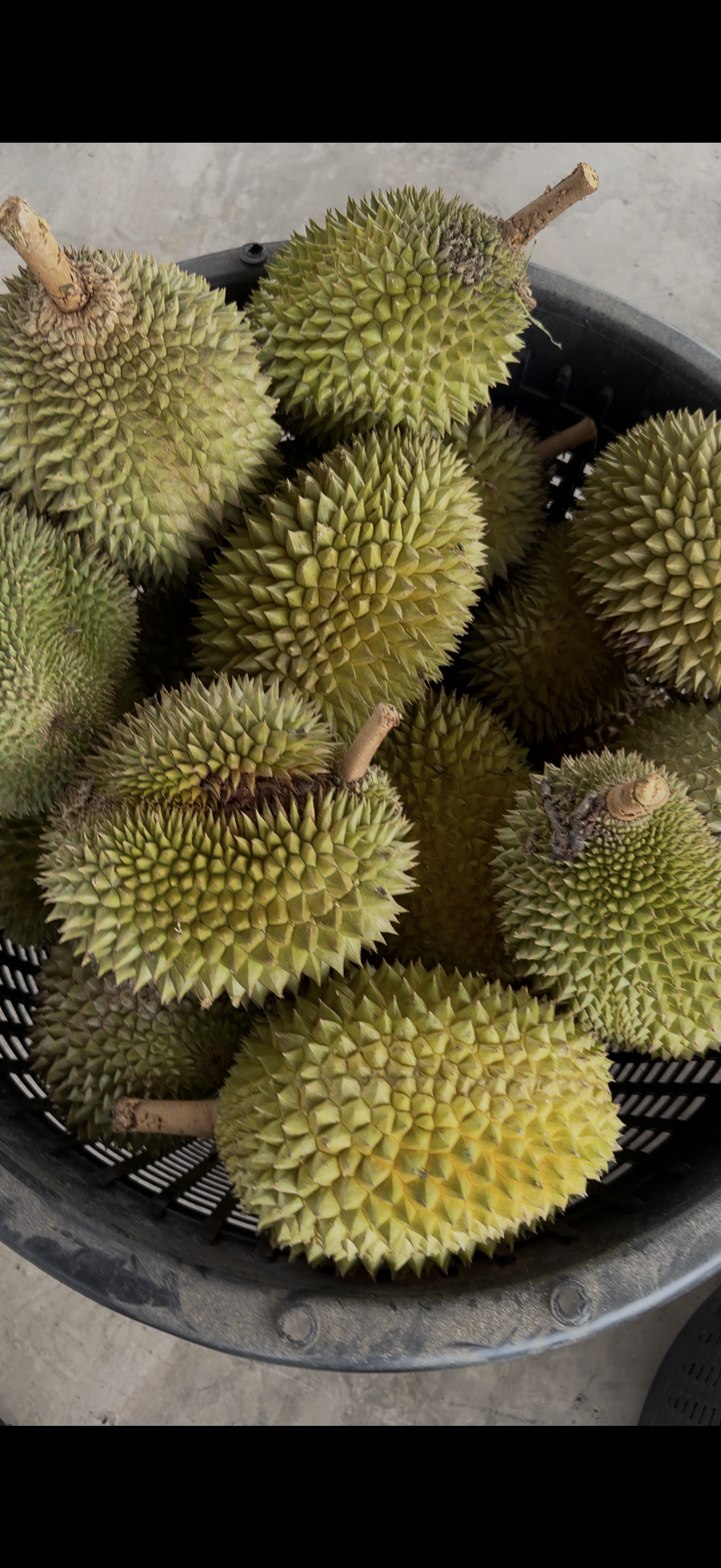 Harvested durian fruits