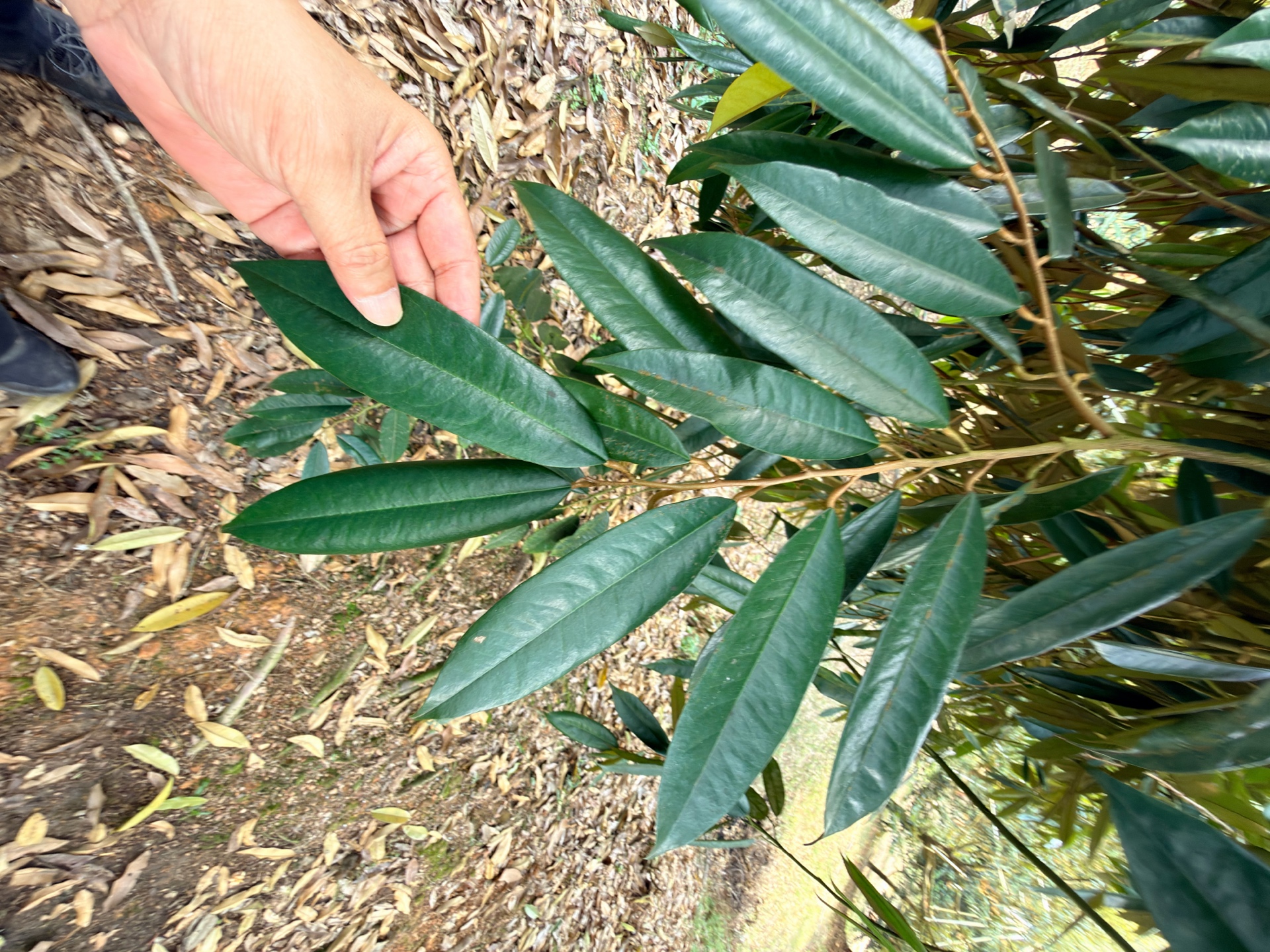 Healthy durian leaves