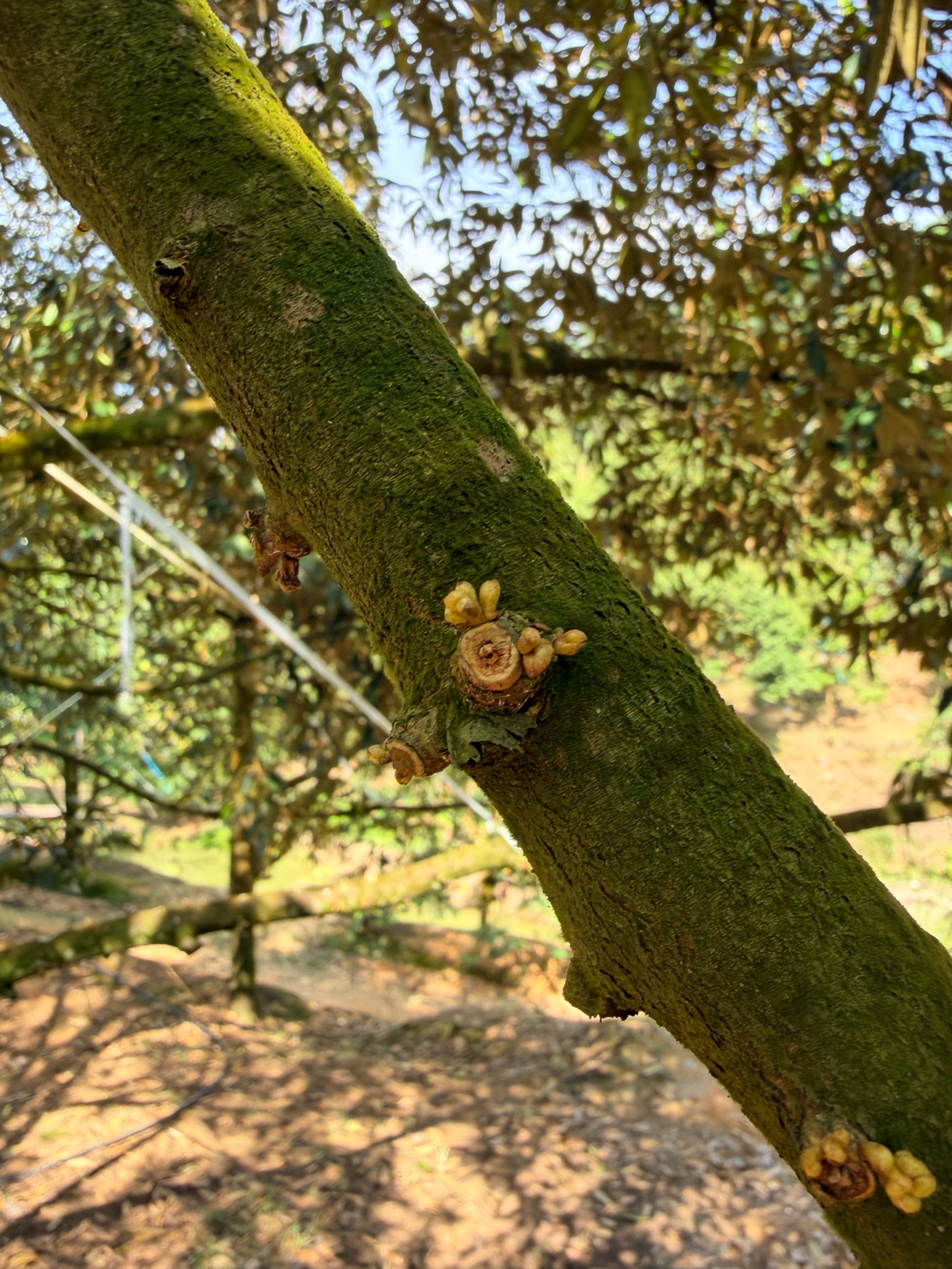 New buds on durian trunk