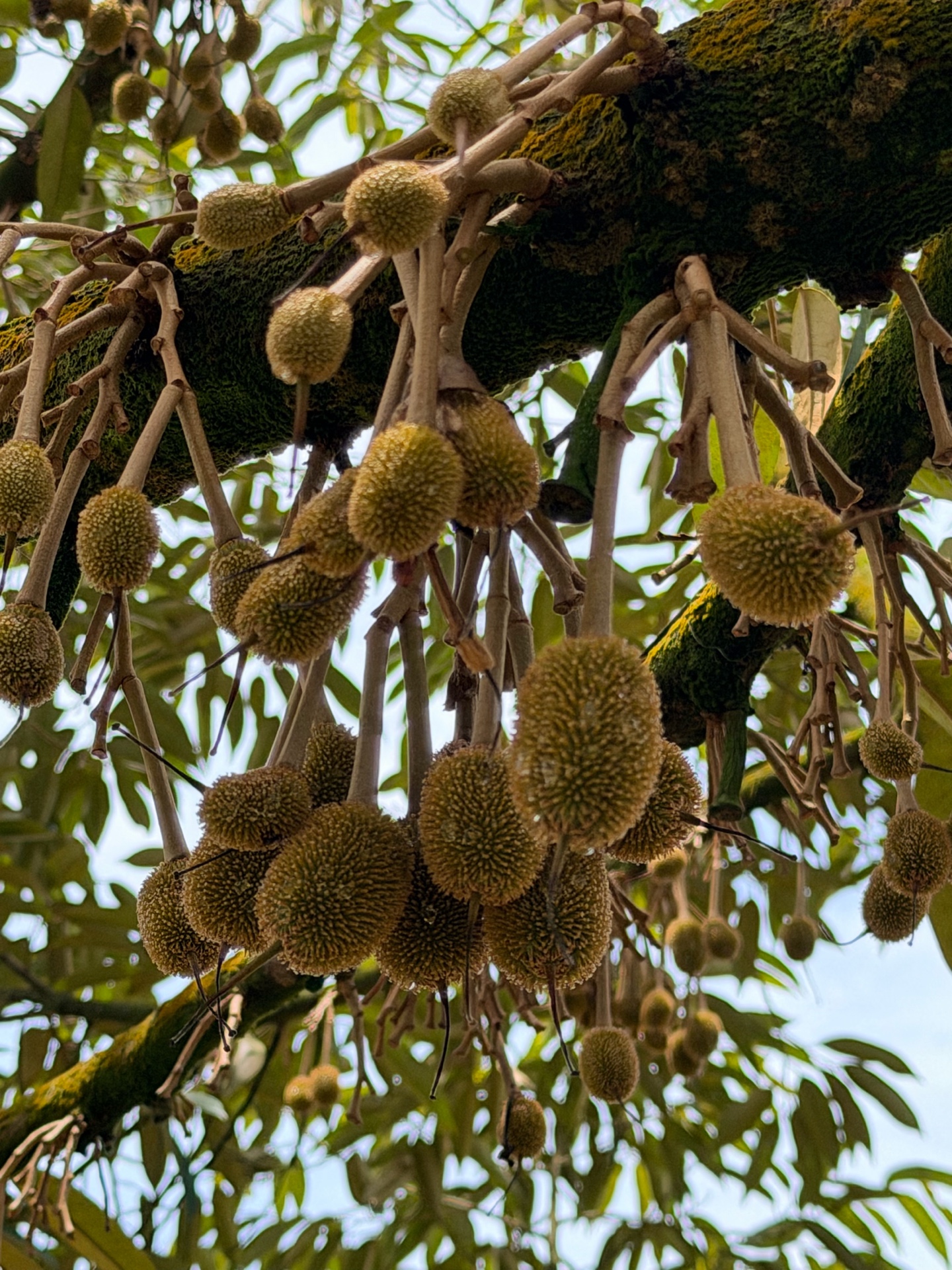 Durian Farming
