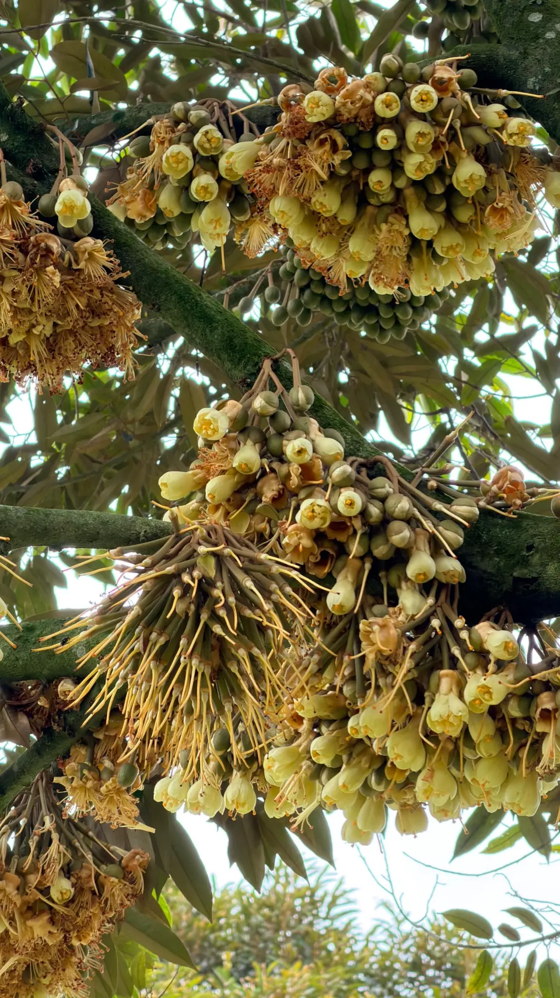 DURANO+ Field Results: Durian Blossoms & Heavy Fruit Set in April 2026