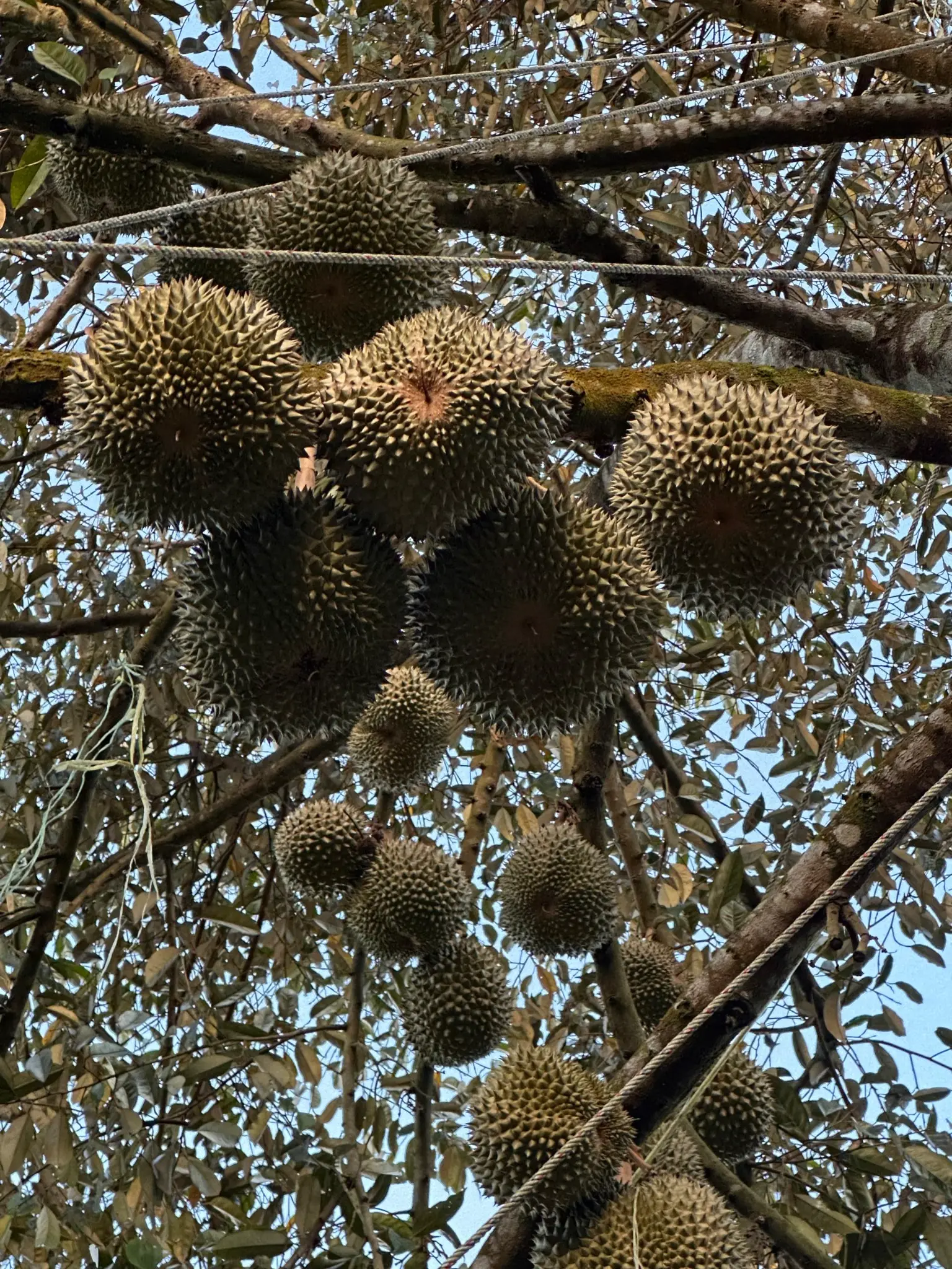 Kepis Durian Hong: 300% ROI on 5 Acres — How M-PLUS Full Programme Transformed His Farm