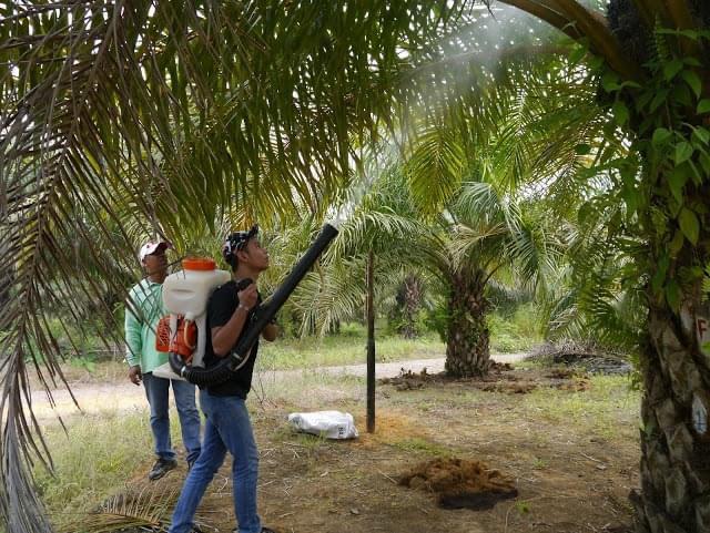 Oil Palm Plantation — 30–300% Production Improvement — Before