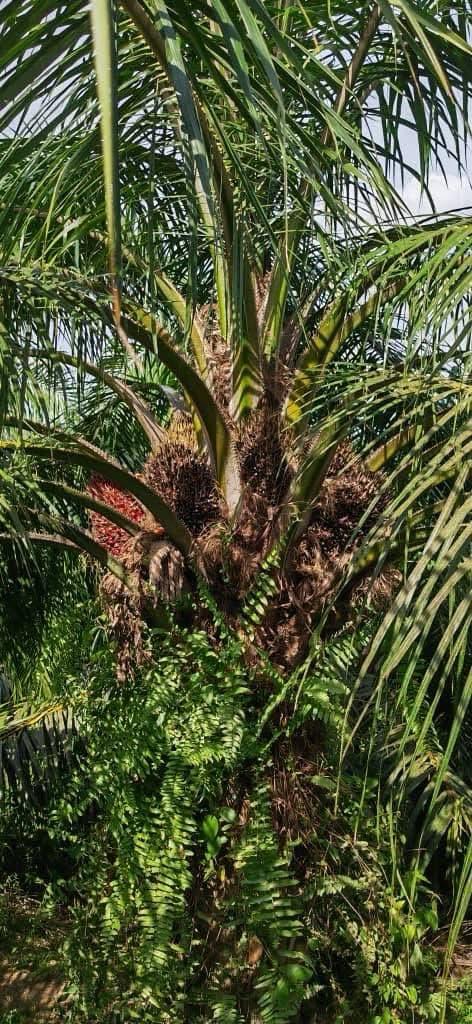Oil Palm Plantation — 30–300% Production Improvement — After