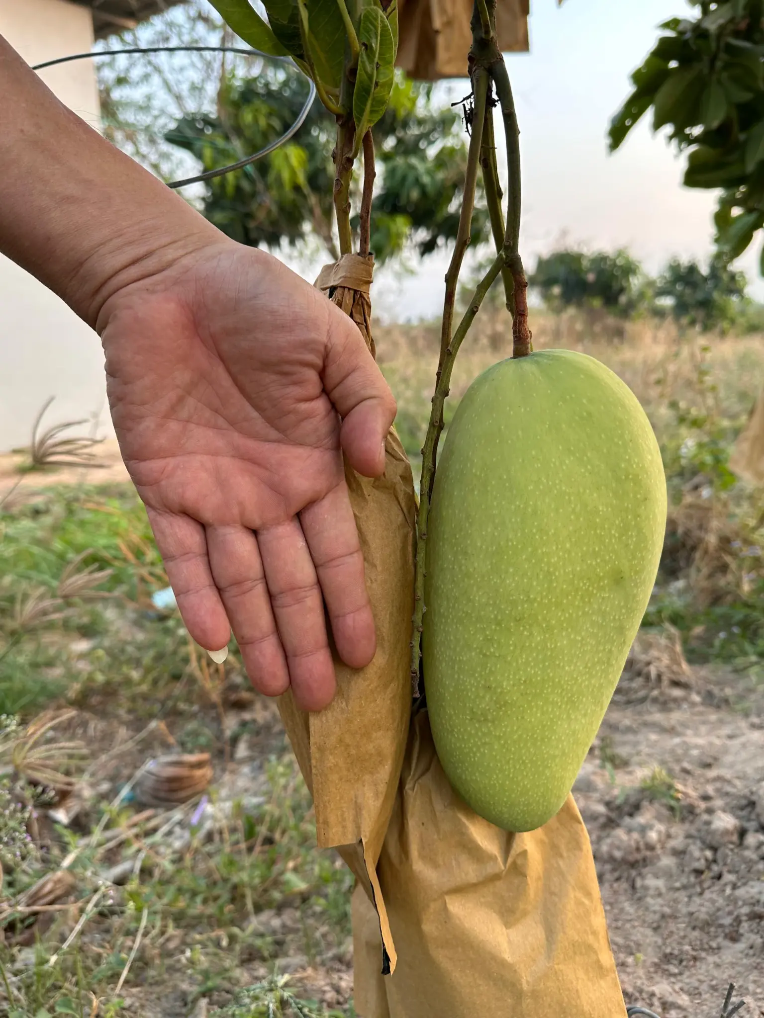Mango Orchard Transformation — Doubled Income in One Season — After