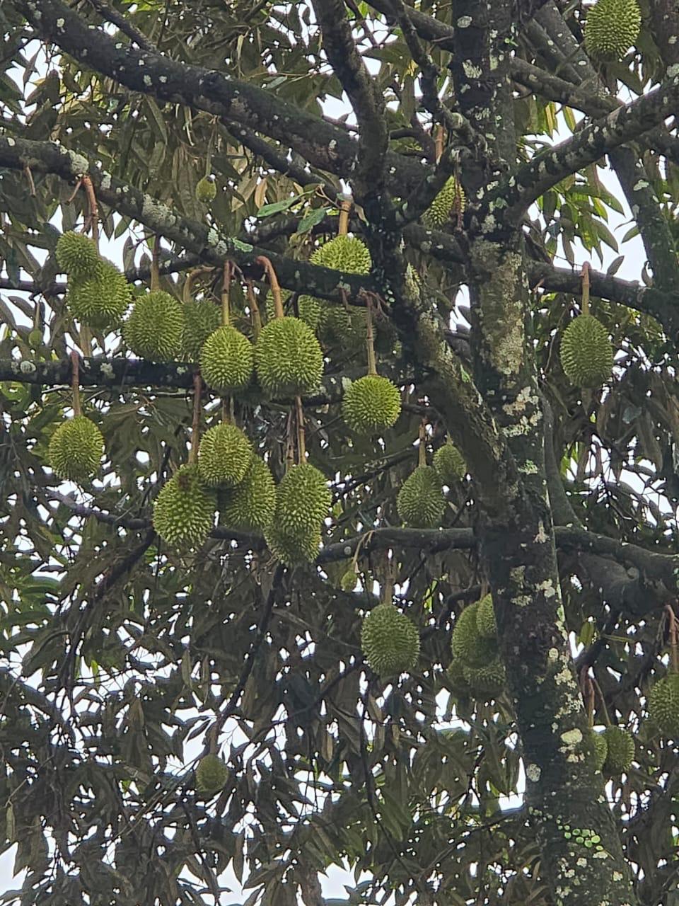 Mr. Tan KH — Durian Farm Withstands Harsh Weather, Zero Fruit Drop — After