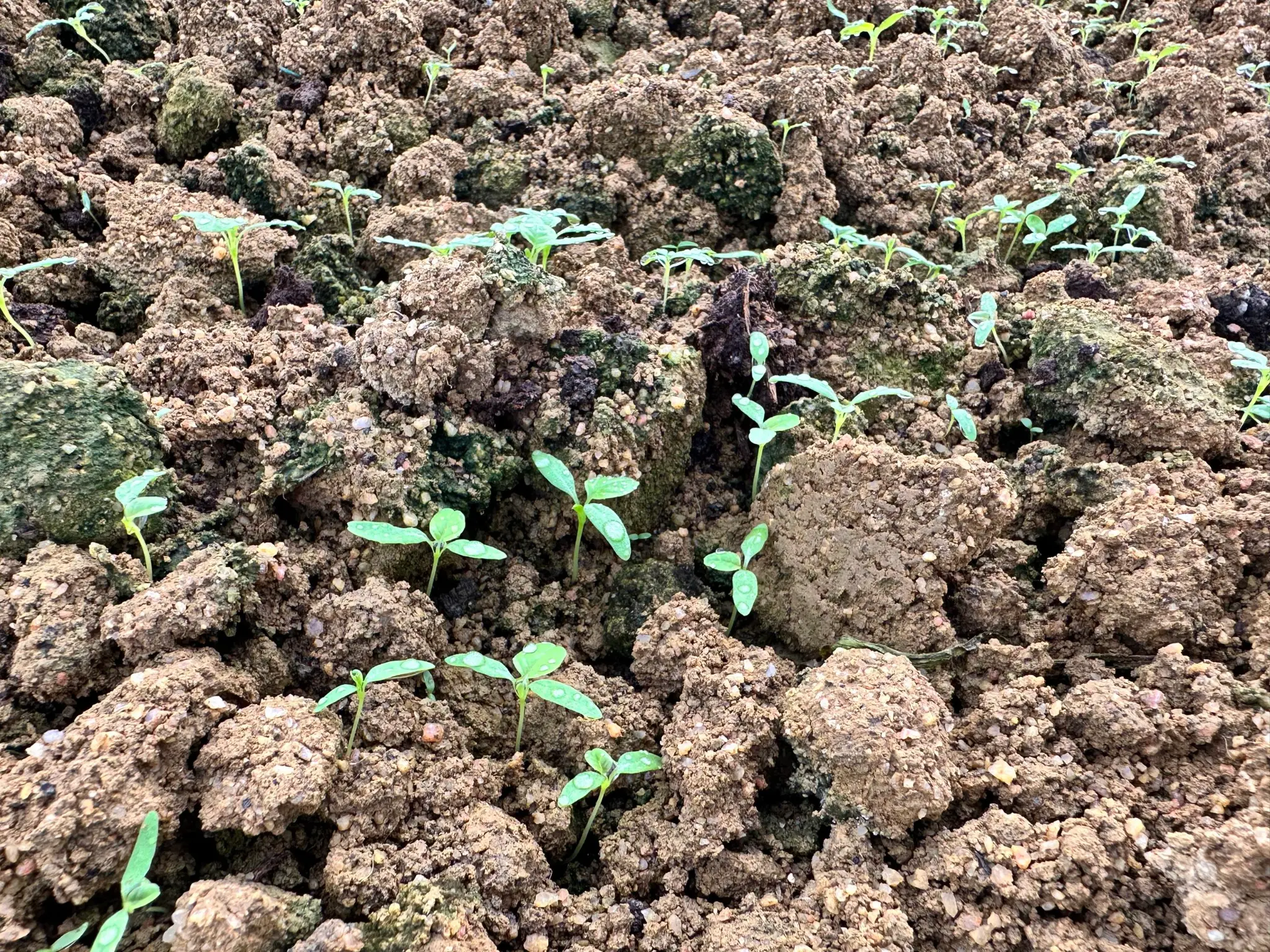 Vegetable Farm Soil Restoration — 50% Less Chemical Fertiliser — Before