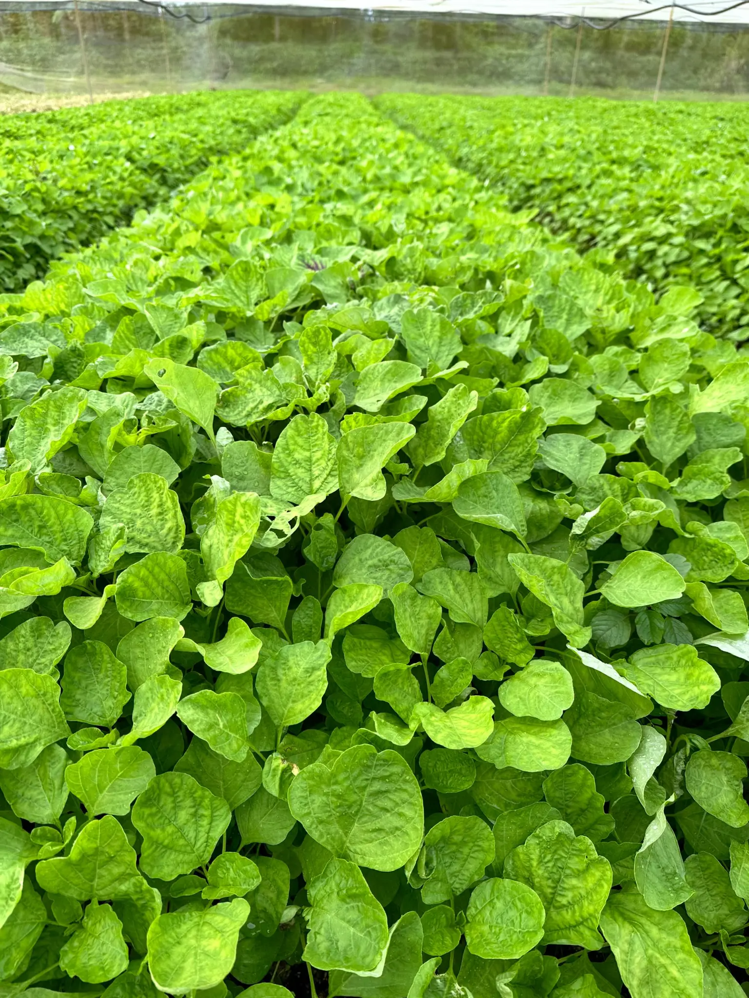 Vegetable Farming